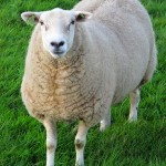 Sheep Shape